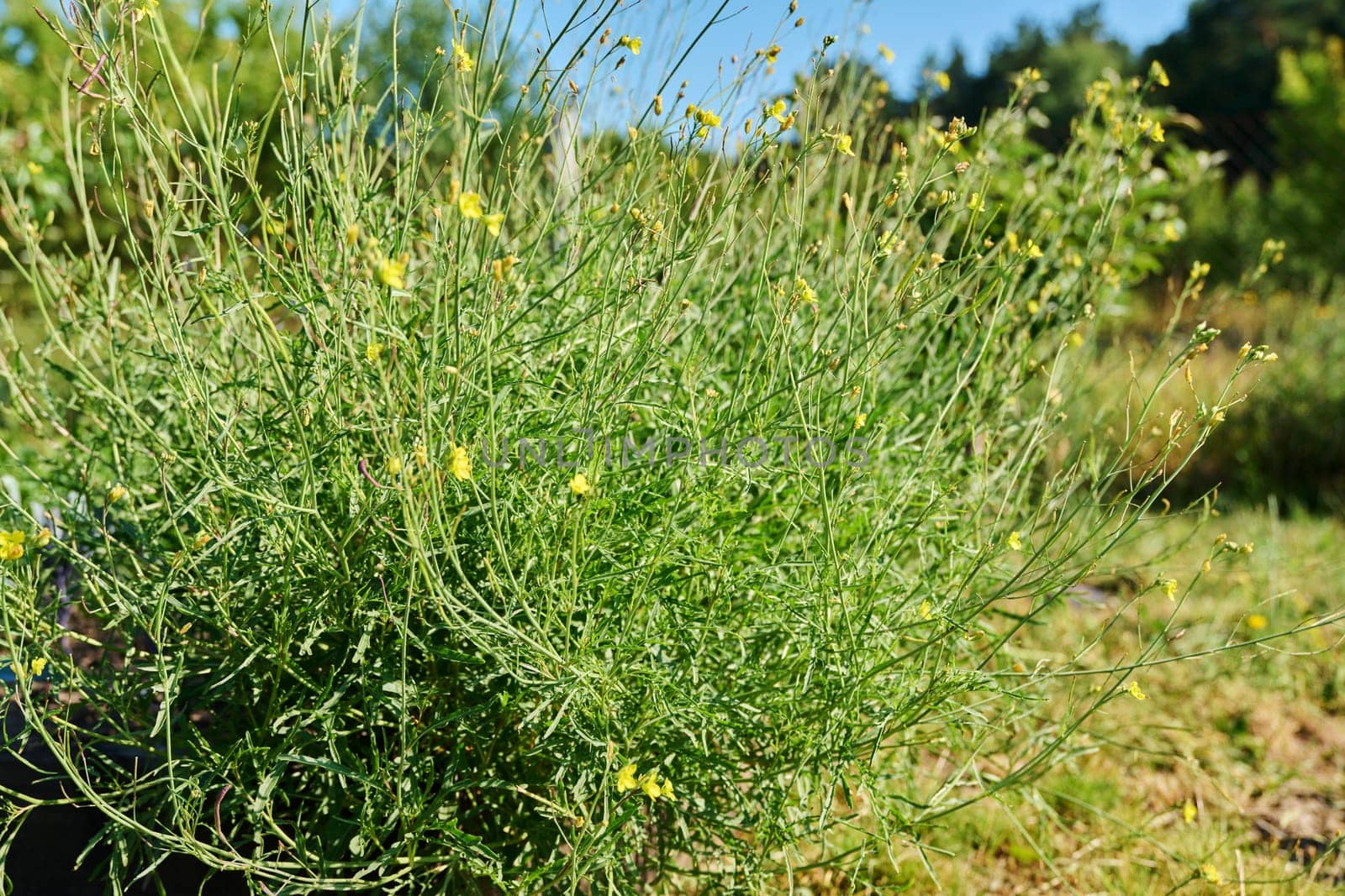 Close up of arugula plant with branches with flowers with seeds, summer nature background