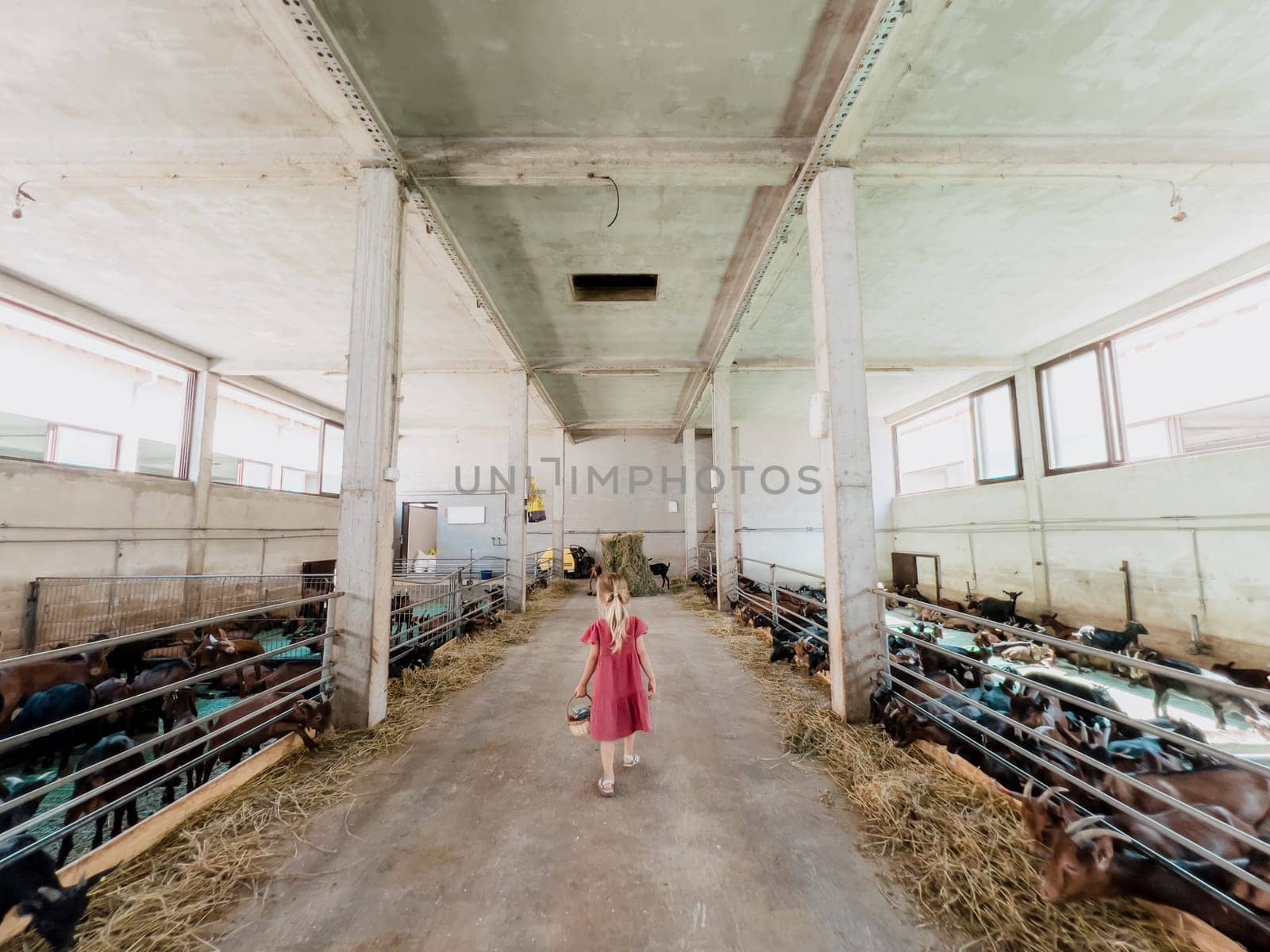 Little girl with a basket walks through a farm with goats. Back view. High quality photo