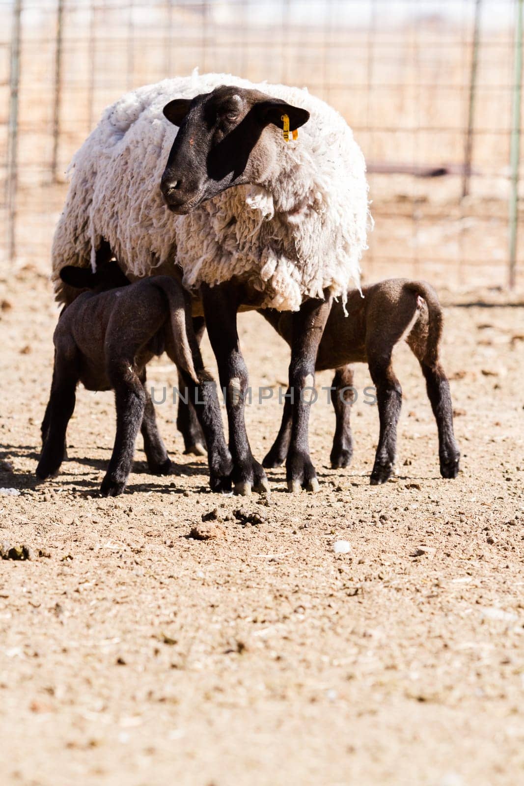Lamb and ewe by arinahabich
