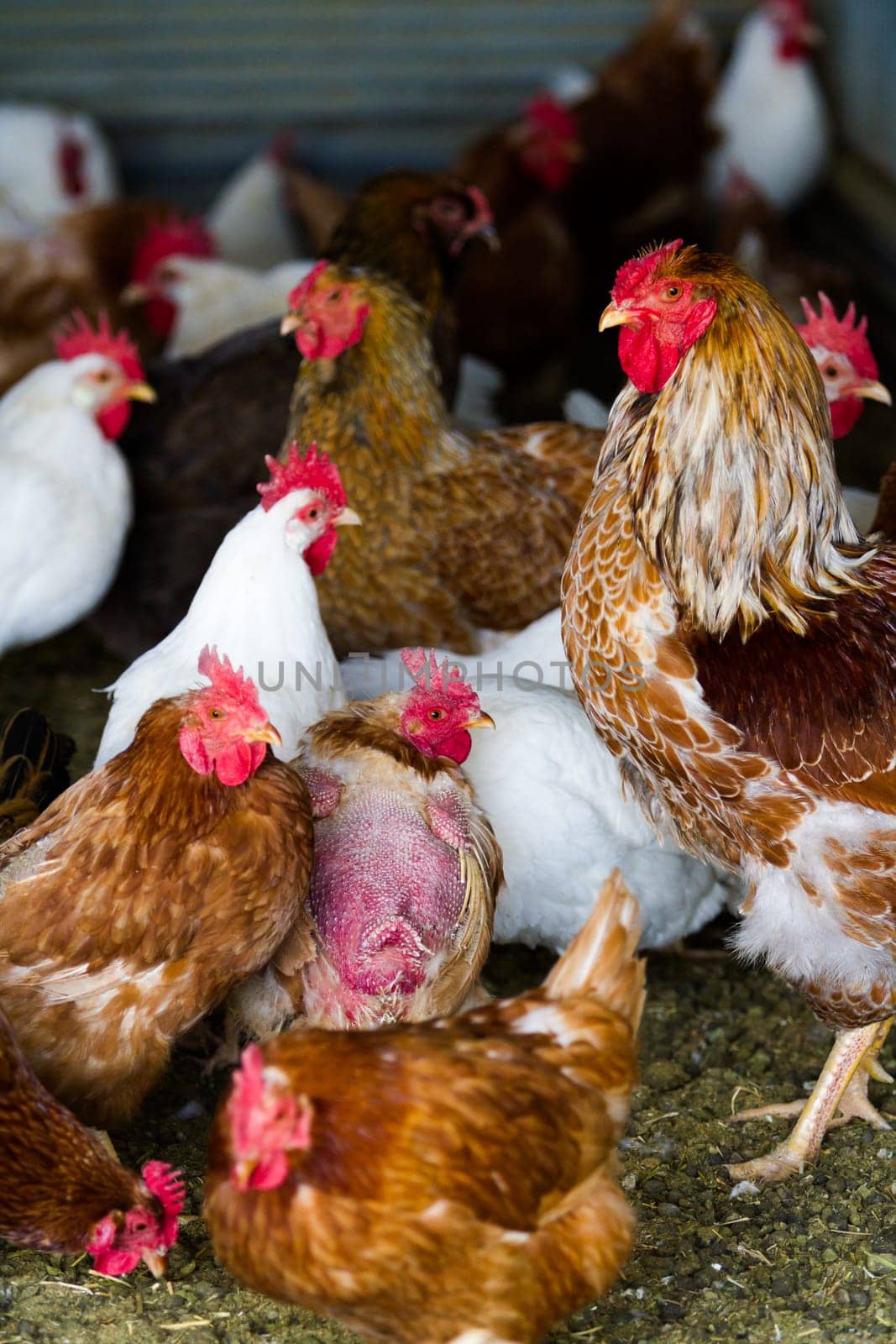 Free rrange chickens on organic farm.