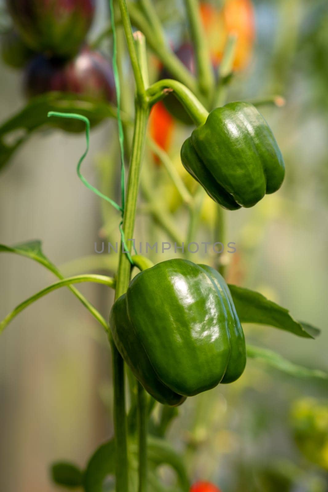 Ripe, green peppers on a bush in a greenhouse or garden in a vegetable garden. Peppers in a greenhouse. Green pepper plantation. Organic farming, growing young green peppers in a greenhouse.