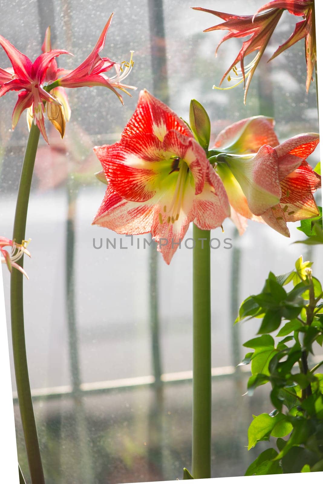 Amryllis blooms. Bright flowers of a red bulbous houseplant on the windowsill among other ornamental plants