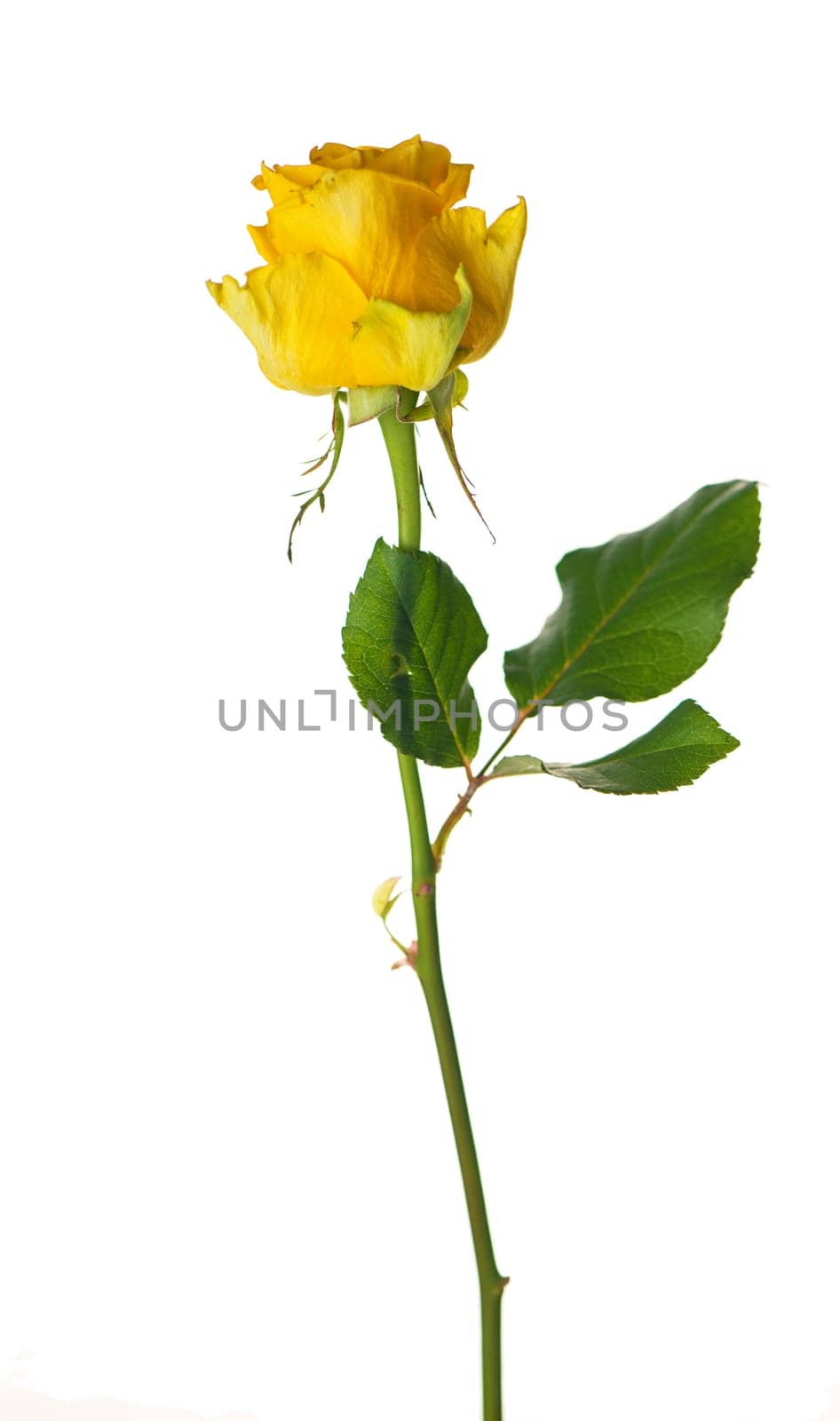 One beautiful yellow rose isolated on white