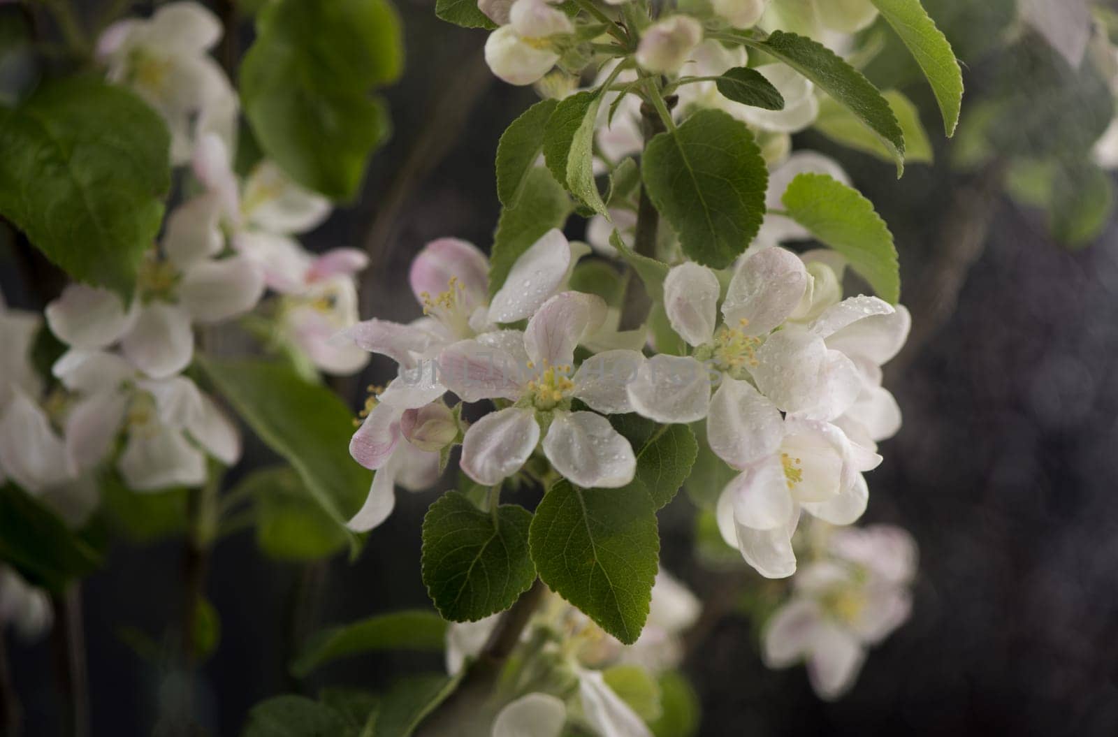 apple tree branch on a black background. Beautiful spring apple tree blossom. Spring flowers opening. Branch with blooming flowers by aprilphoto