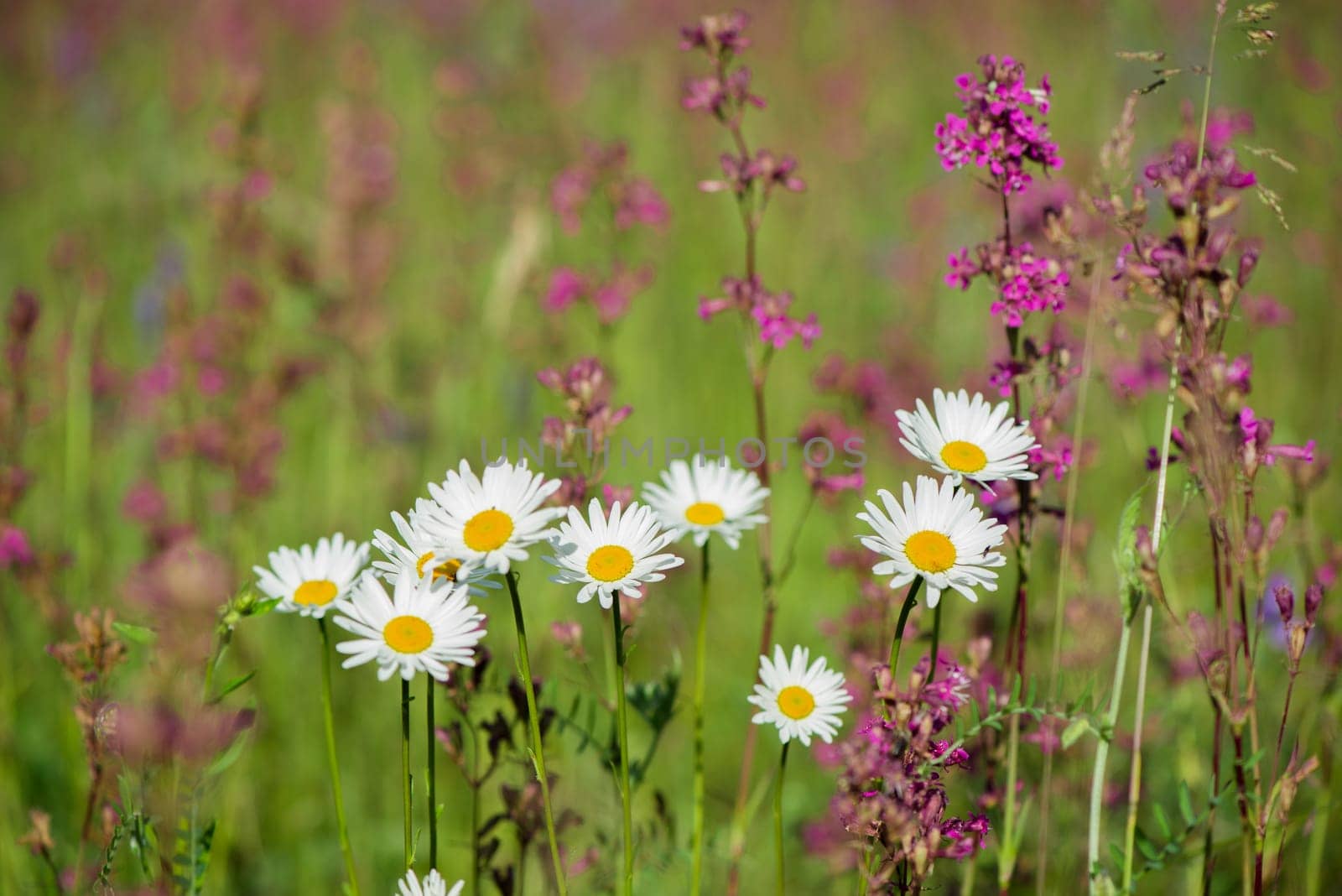 White daisies and pink herbs blossomed in the meadow. Ivan tea blooms among the forest on a sunny day in June.beautiful wildflowers background. summer nature. by aprilphoto
