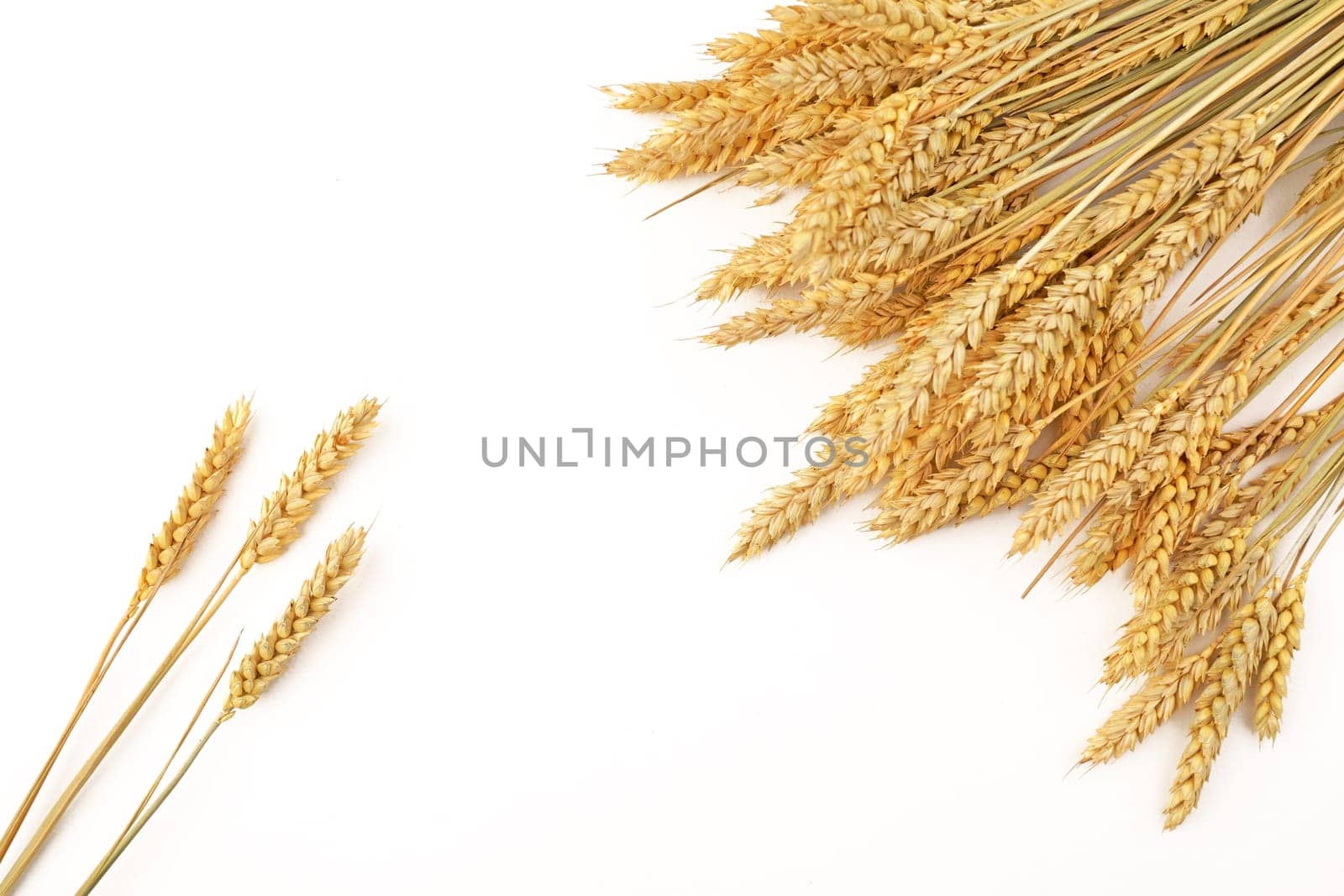 ears of wheat on a white background. Top view of a bunch of ripe ears of rye and wheat on a white background. by aprilphoto
