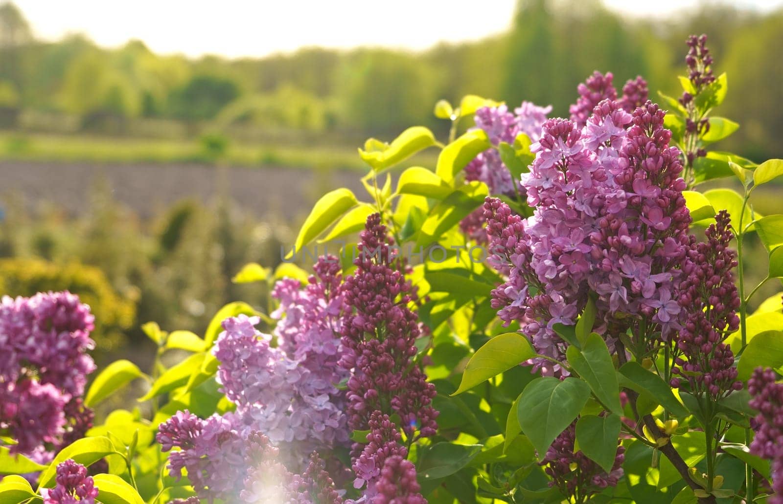 Lilac flowers branch. Floral background natural spring. Blossoming lilac flower bud. spring time color. Beautiful purple petal plant. Summer garden Pink liliac