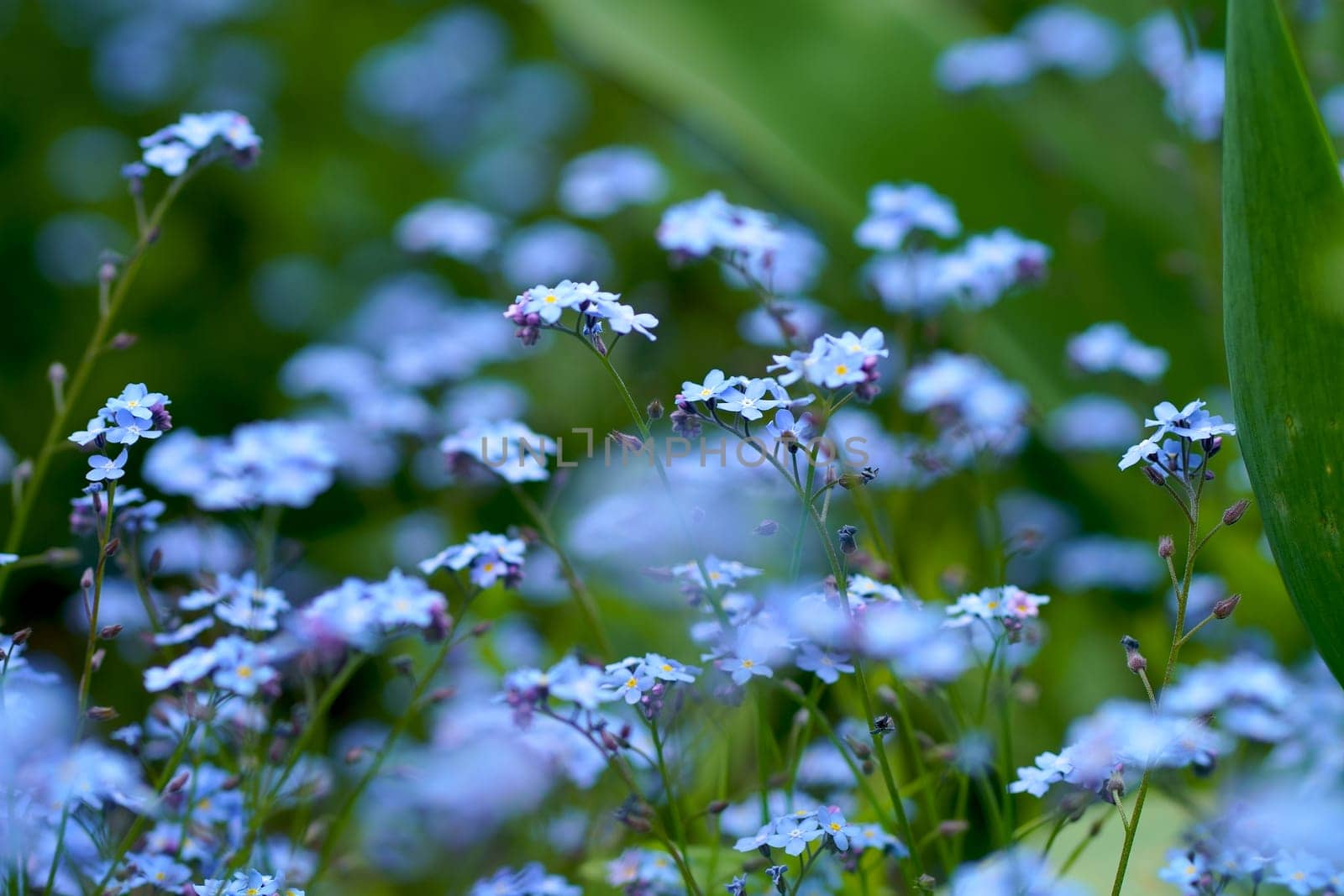Beautiful delicate small forget me not flowers on a green background slow motion close up view by aprilphoto