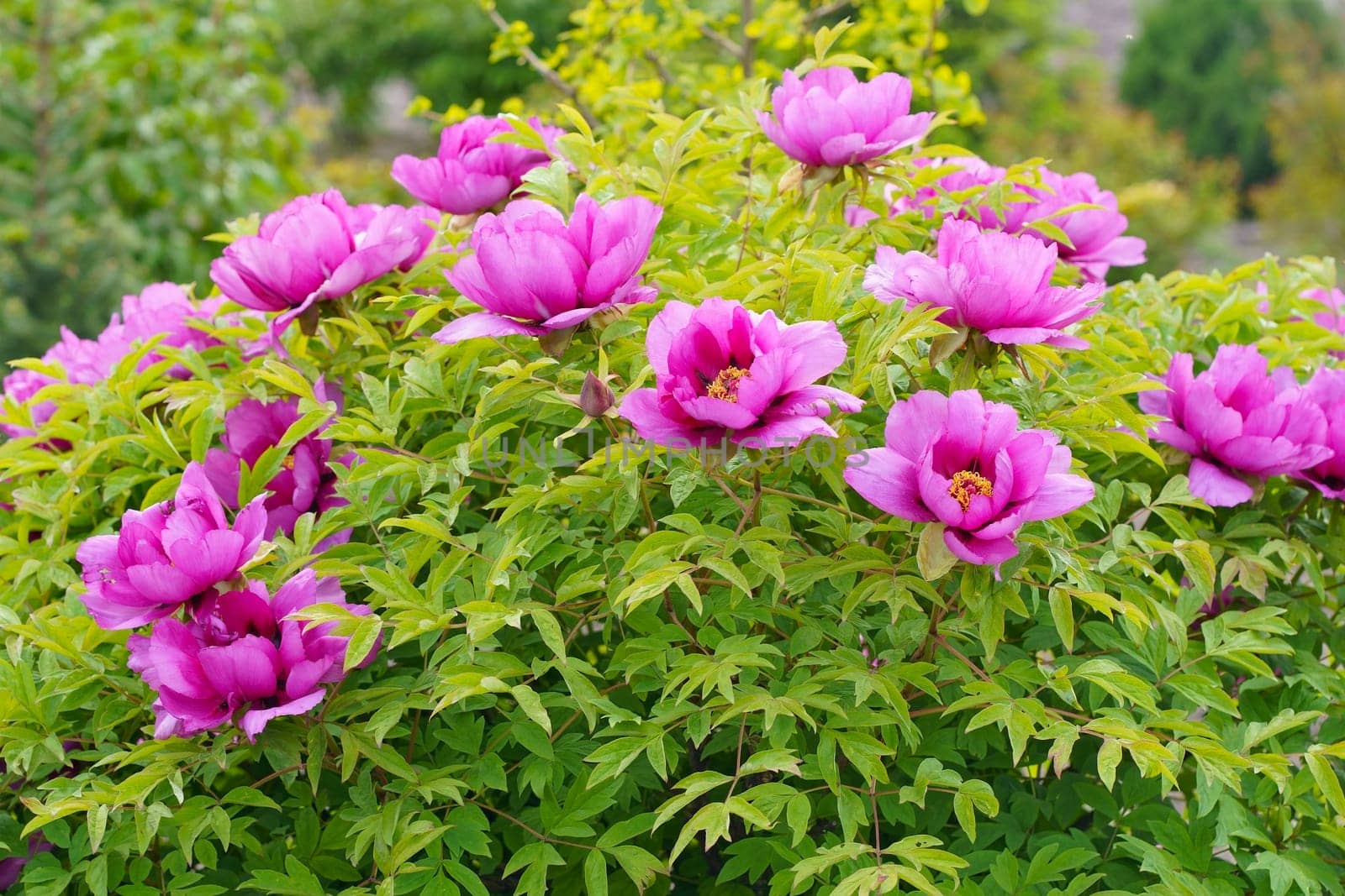 Burgundy large tree peony. Pink Flower of Tree Peony Blooming in the garden. Beautiful Petals of Paeonia sect. by aprilphoto