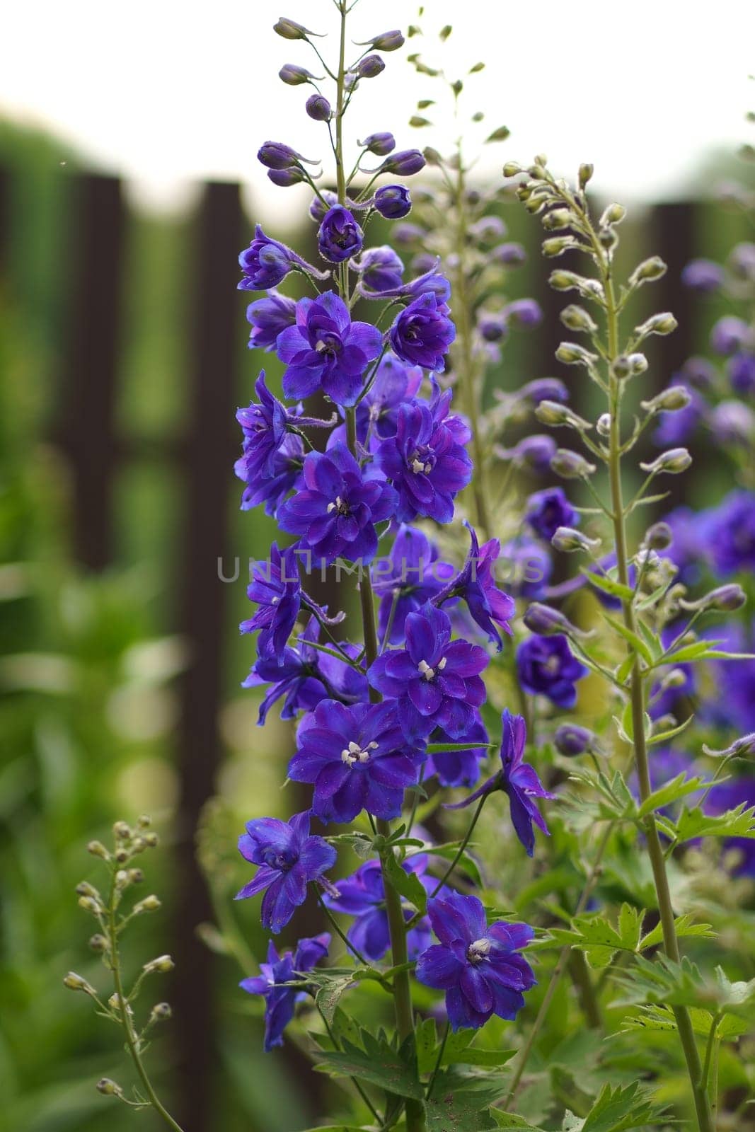 Summer in the garden. The delphinium blooms beautifully. Blue flower is the delphinium in the garden on a natural background by aprilphoto