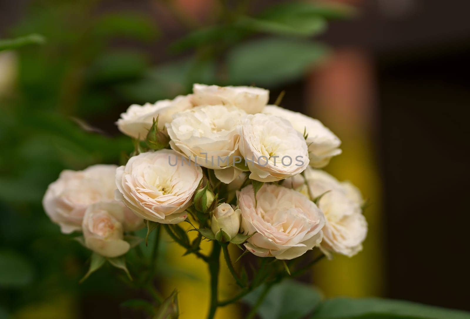 Blooming white roses bush in morning garden. Fresh white flowers blossom in green leaves. natural white roses buds swaying in spring wind in sun light. beautiful fragrant backdrop by aprilphoto
