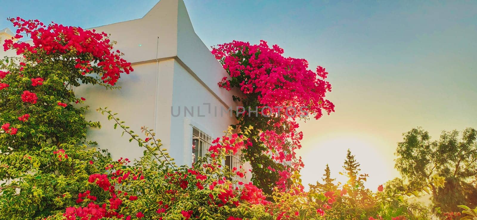 Charming Mediterranean house with beautiful bougainvillea. Old buildings with flowers and plants as decoration on the wall download photo