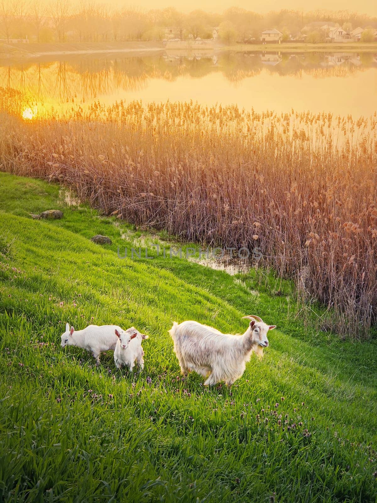 A goat with two little white kids grazing grass on the  fresh green pasture. Idyllic spring sunset light over the lake and the golden reed by psychoshadow