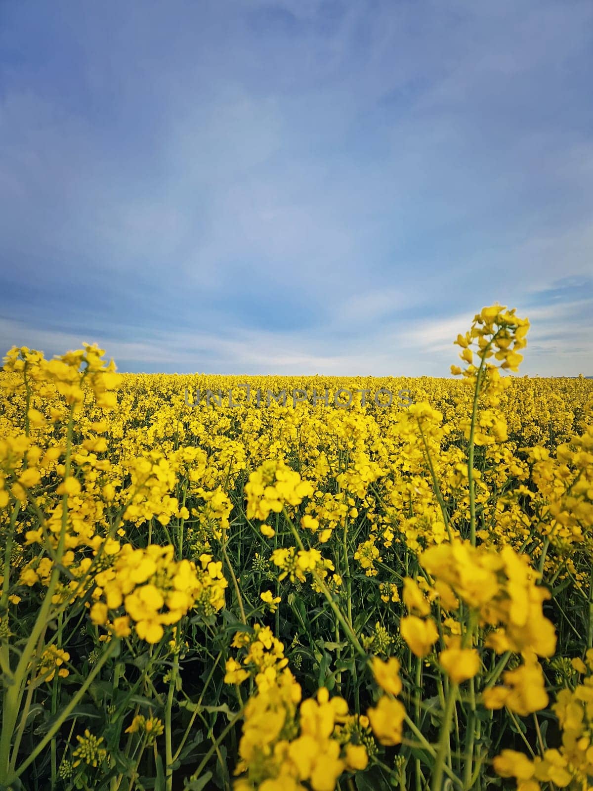 Close up rapeseed field. Open land with yellow canola flowers. Spring season farmland blooming by psychoshadow