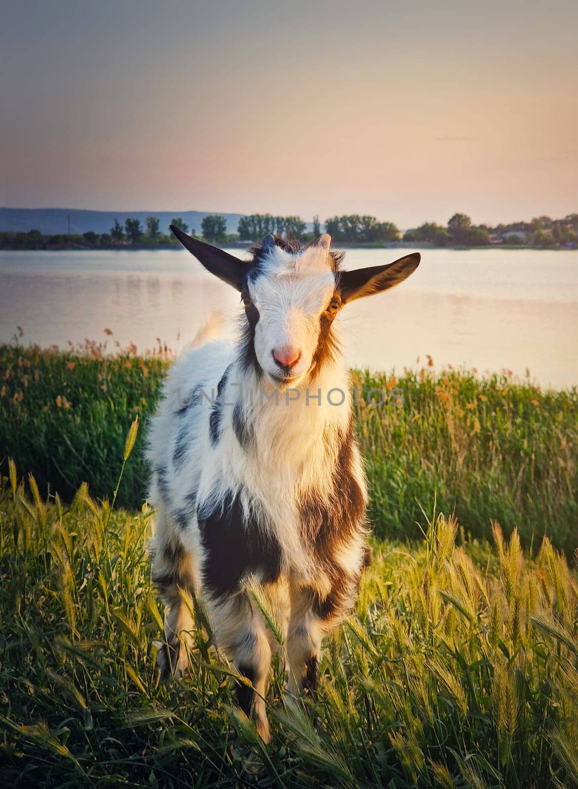 Portrait of a yeanling on the pasture. Black and white spotted goat kid in the meadow near the lake. Idyllic spring light by psychoshadow