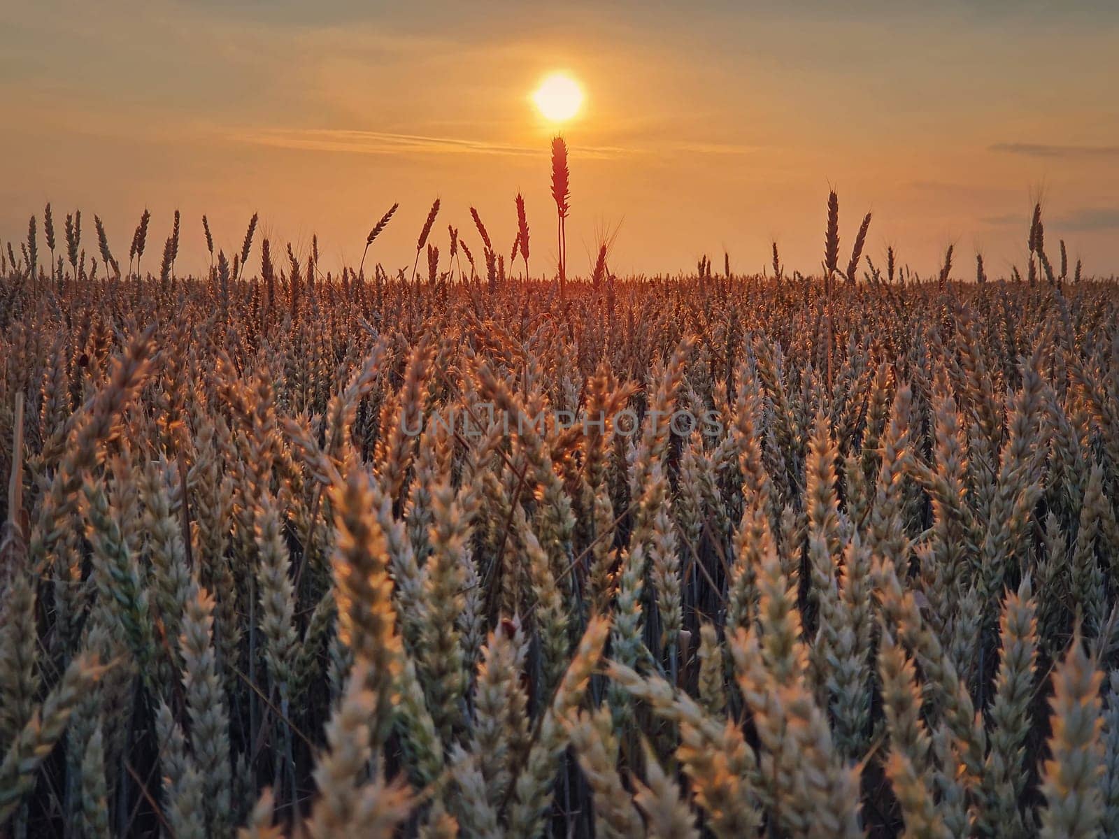 Golden wheat field in sunset light. Beautiful Rural scenery under the summer sun. Ripening ears, harvest time, agricultural background by psychoshadow