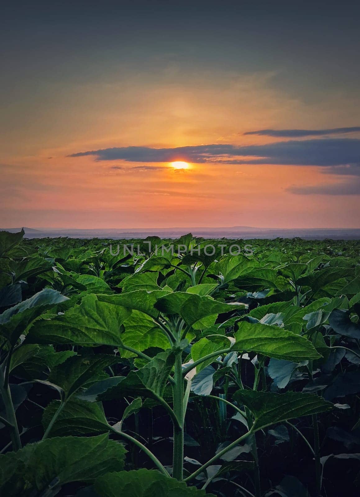 Growing sunflower plants in the field over sunset sky background, vertical scene by psychoshadow