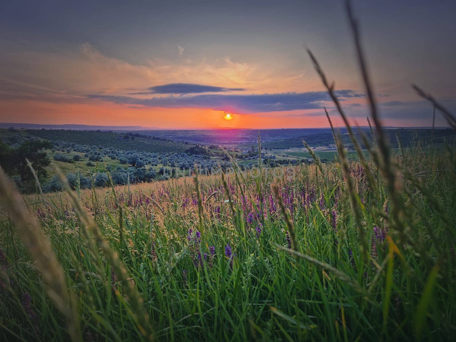 Summer sunset landscape with a view over the green valley with purple flowers