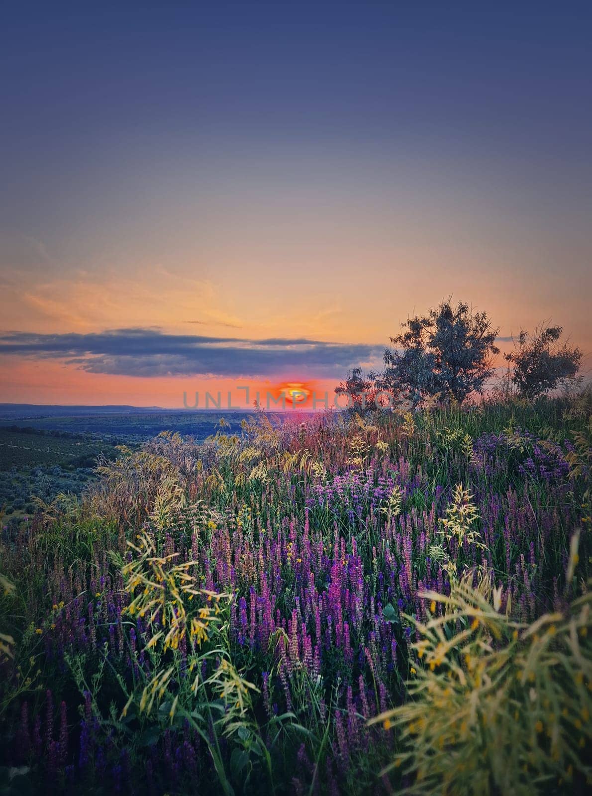 Summer sunset scene with a view over the green valley with purple flowers, vertical background by psychoshadow