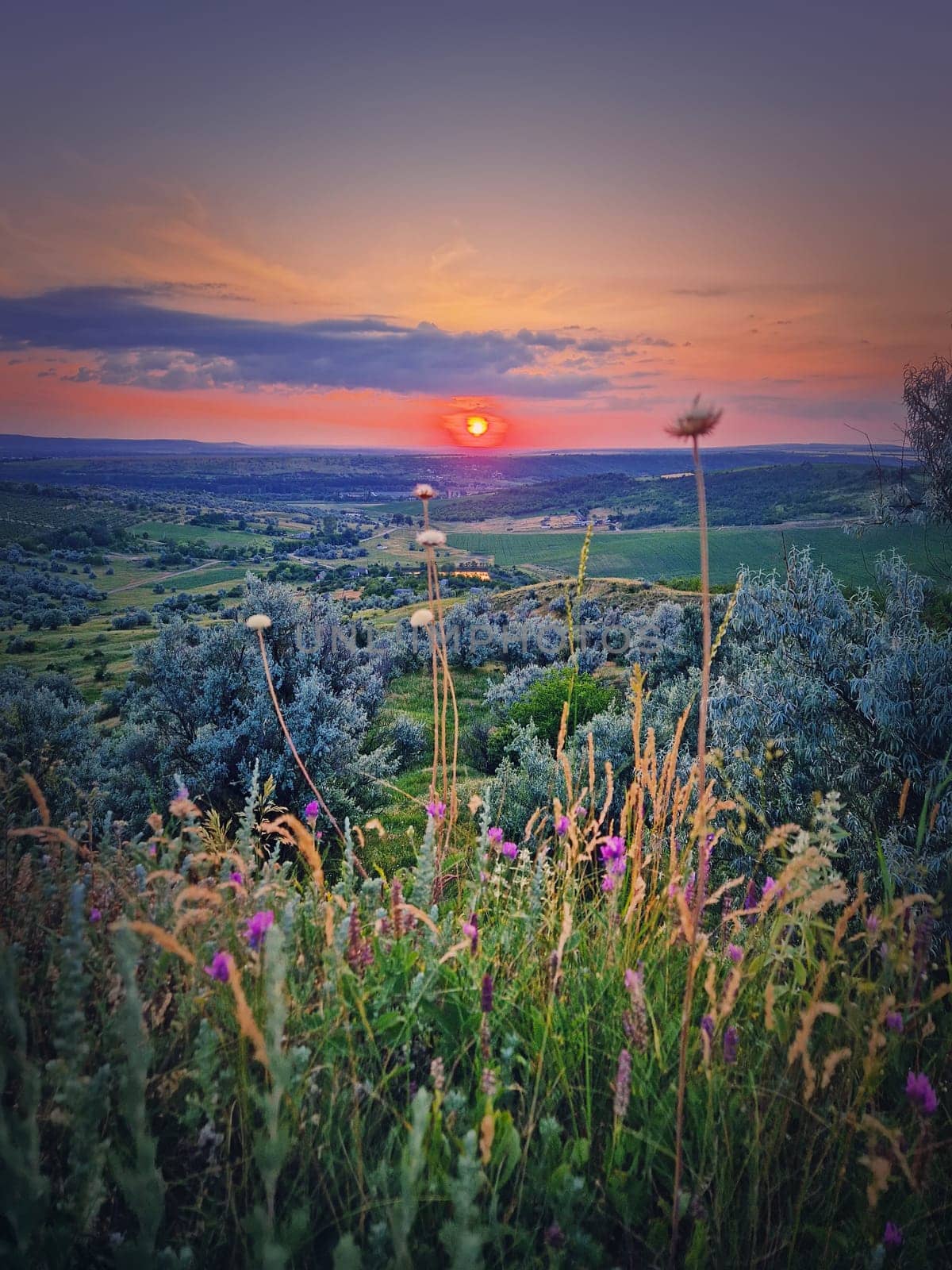 Summer sunset scene with a view over the green valley with purple flowers, vertical background
