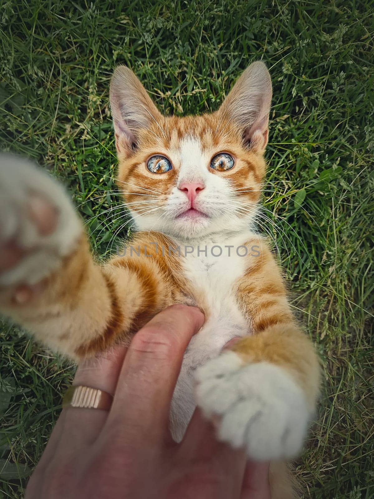 Owner petting his orange tomcat. Playful ginger cat lying on his back in the green grass. Frisky kitten, cute caressing scene in the nature