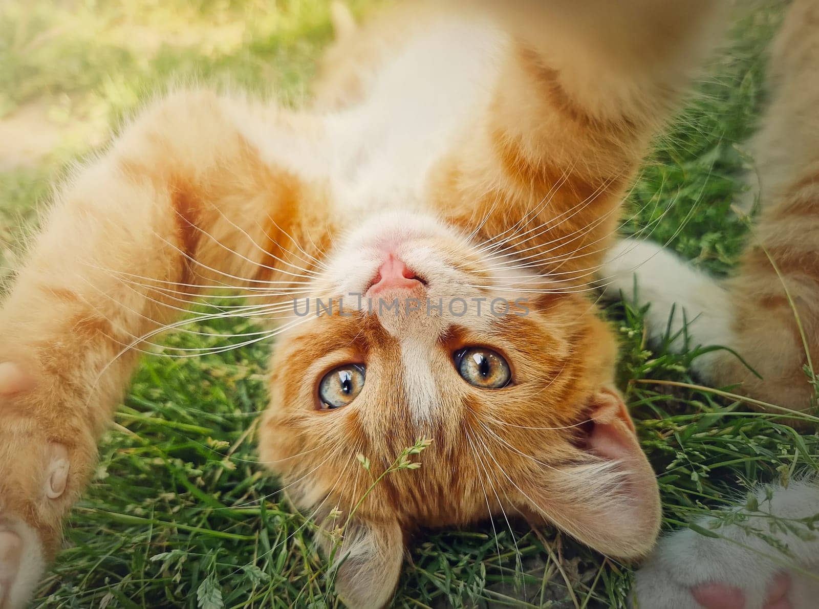 Playful orange kitten lying upside down on the green grass. Little ginger cat cute scene outdoors in the nature by psychoshadow