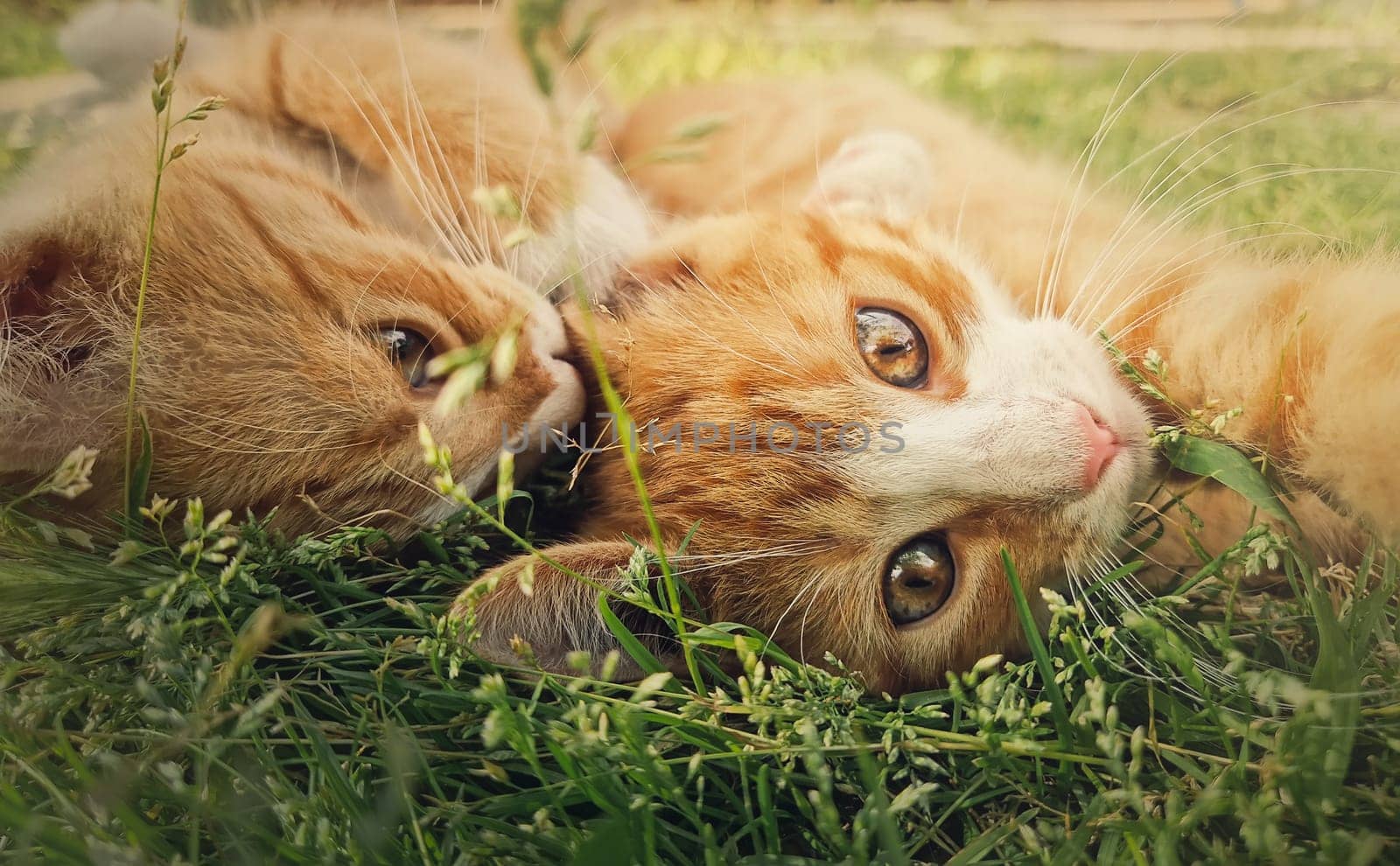 Two orange kittens playing together outdoors on the grass. Funny and playful ginger cats fighting games, biting and hugging