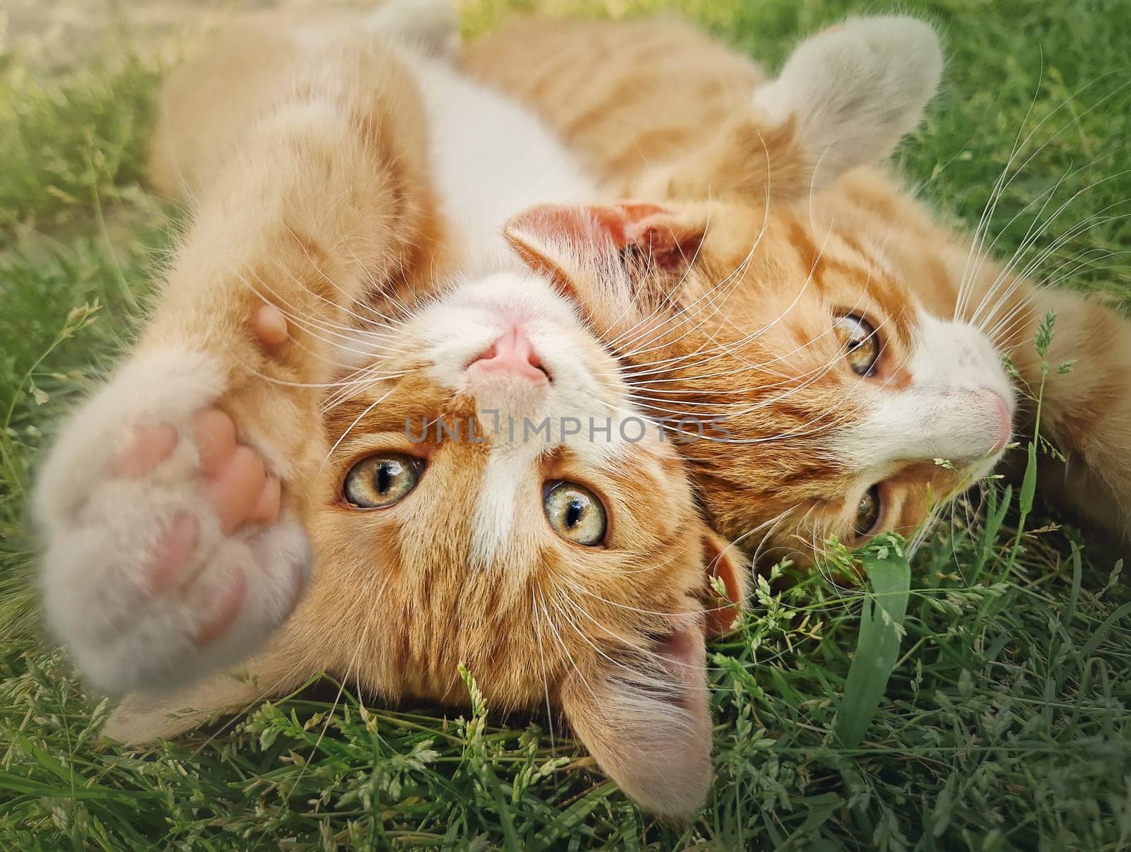 Two orange kittens playing together outdoors on the grass. Funny and playful ginger cats fighting games, biting and hugging by psychoshadow