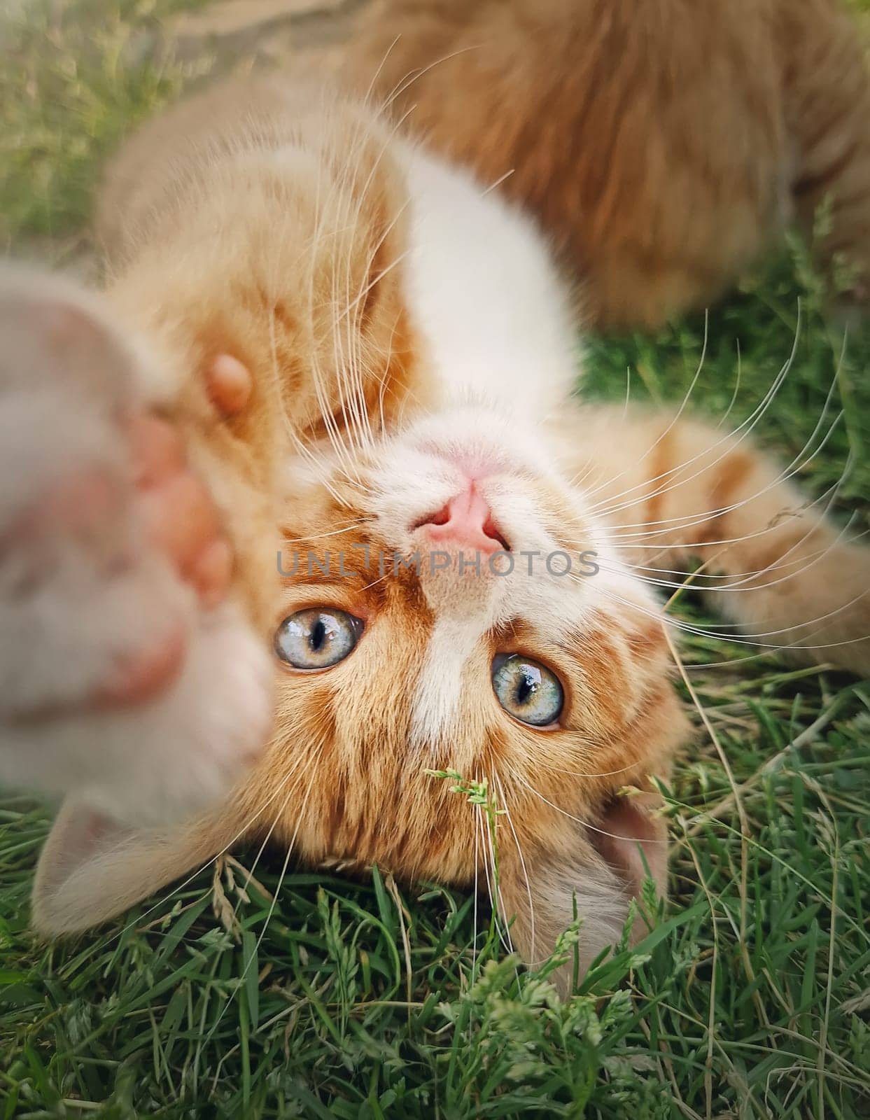 Playful orange kitten lying upside down on the green grass. Little ginger cat cute scene outdoors in the nature