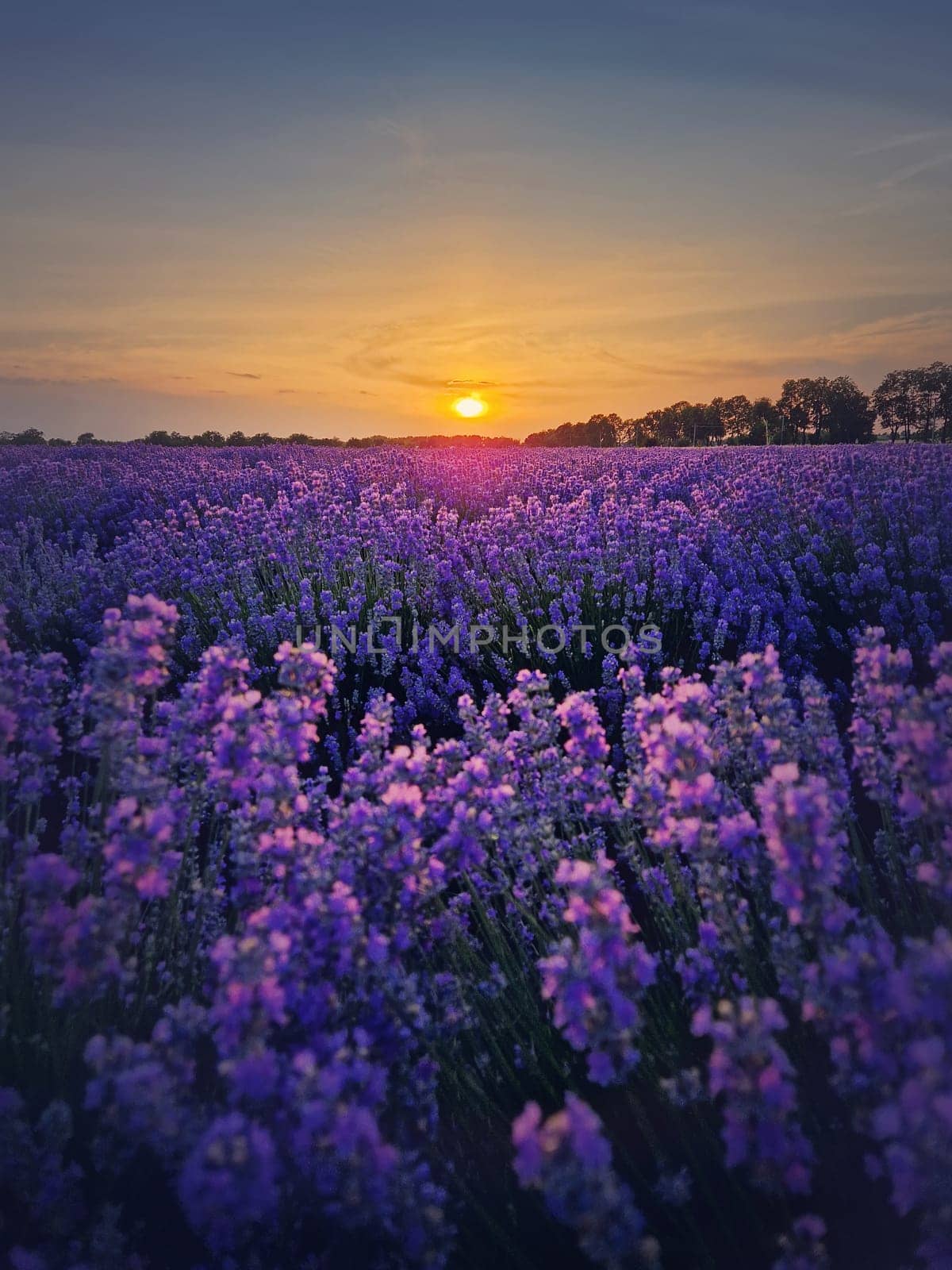 Picturesque scene of blooming lavender field. Beautiful purple pink flowers in warm summer light. Fragrant lavandula plants blossoms in the meadow, vertical background by psychoshadow