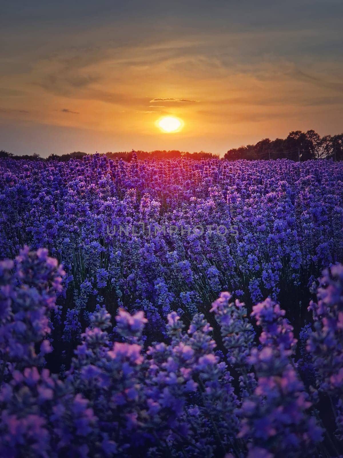 Picturesque scene of blooming lavender field. Beautiful purple pink flowers in warm summer light. Fragrant lavandula plants blossoms in the meadow by psychoshadow