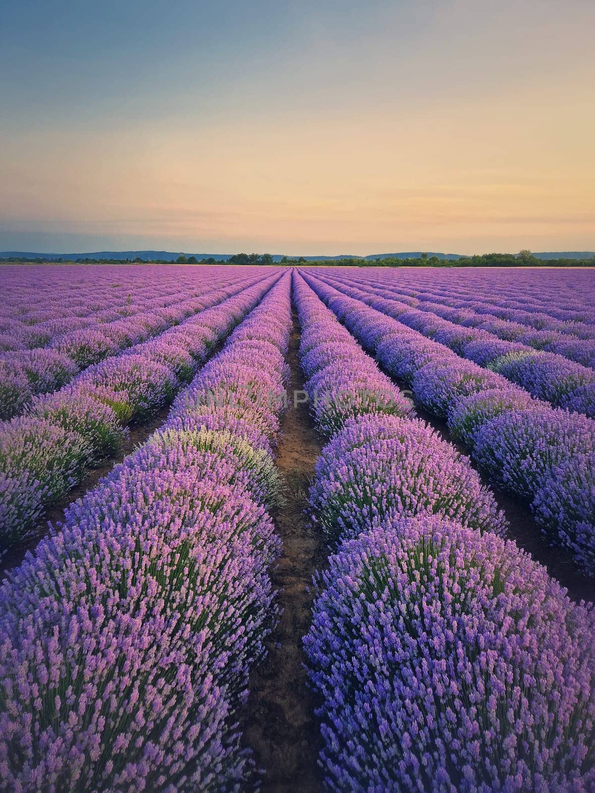 Picturesque scene of blooming lavender field. Beautiful purple pink flowers in warm summer light. Fragrant lavandula plants blossoms in the meadow, vertical background by psychoshadow