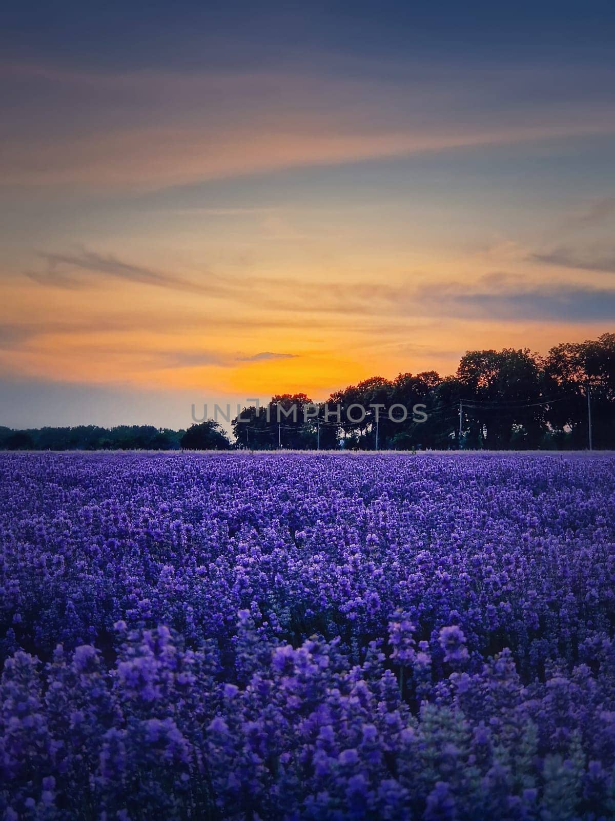 Beautiful scene of blooming lavender field. Purple blue flowers in warm summer dusk. Fragrant lavandula plants blossoms in the meadow, vertical background
