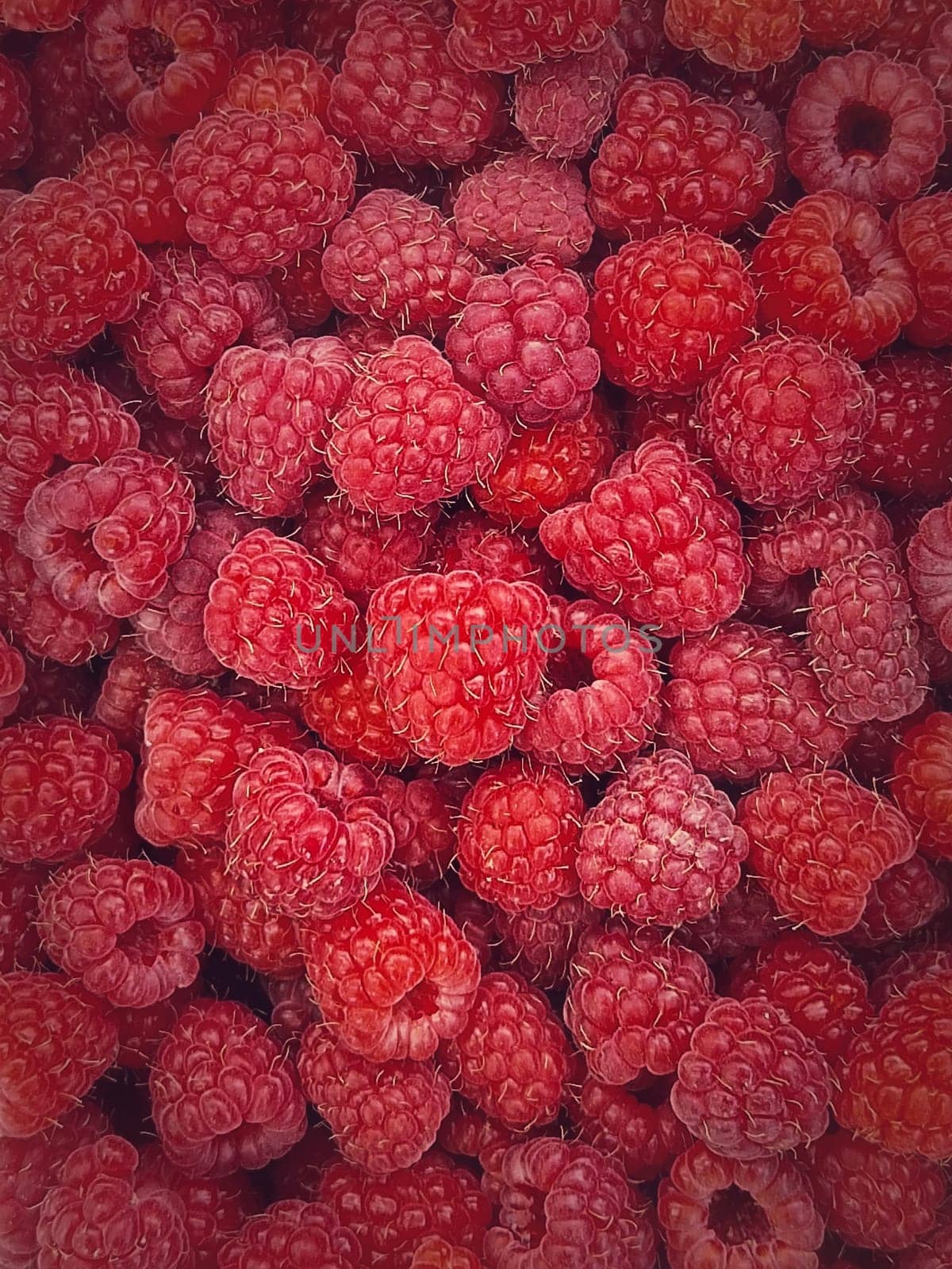 Ripe red raspberry texture background. Fresh and juicy fruits closeup by psychoshadow