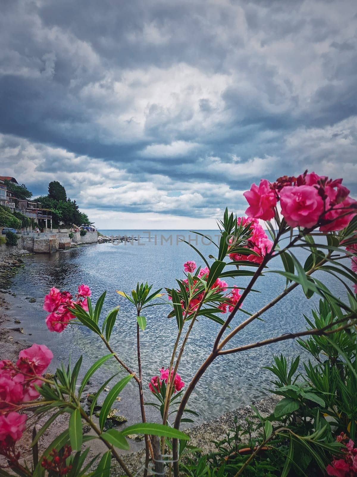 Pink Nerium Oleander flowers on the bulgarian coastline with a view to the Black Sea. The old town of Nessebar, Burgas Region, Bulgaria by psychoshadow