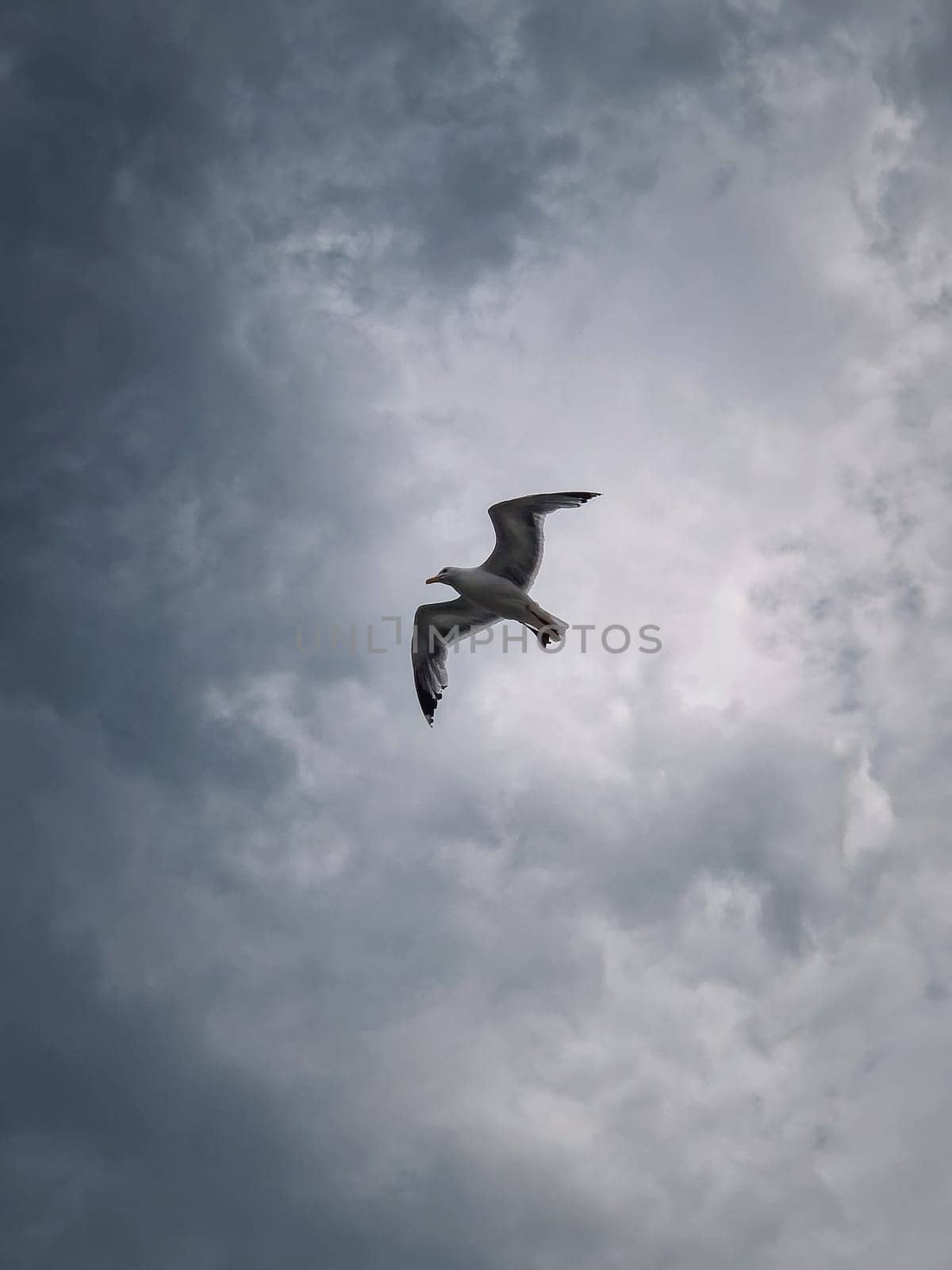 Seagull in flight over cloudy sky background