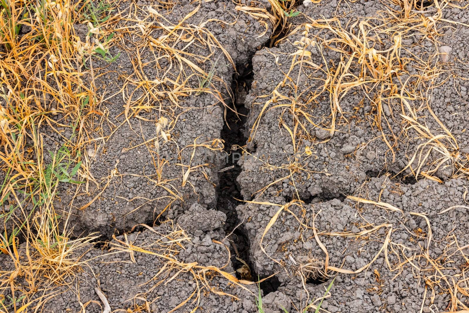 Cracks and fissures in the soil of an agricultural field due to drought and water shortage in the change of climate in crisis