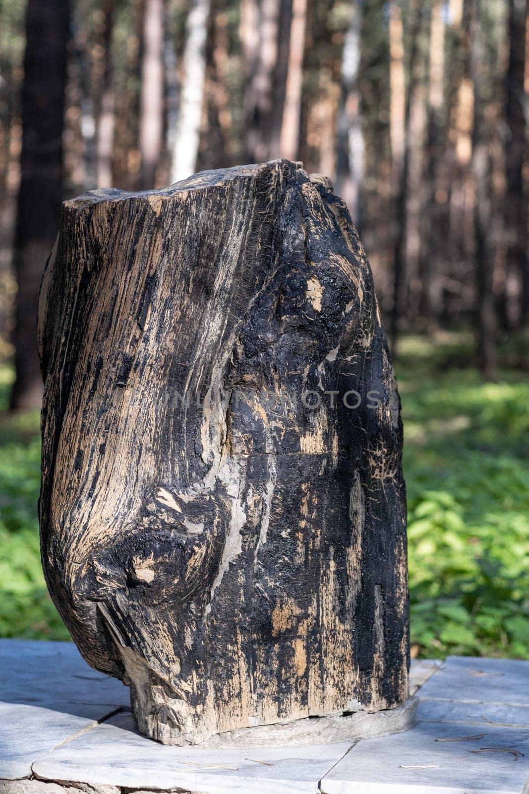 Petrified wood in the park as an expanse, abstract pattern of cracks, spots and stains, natural background, backgrounds and textures