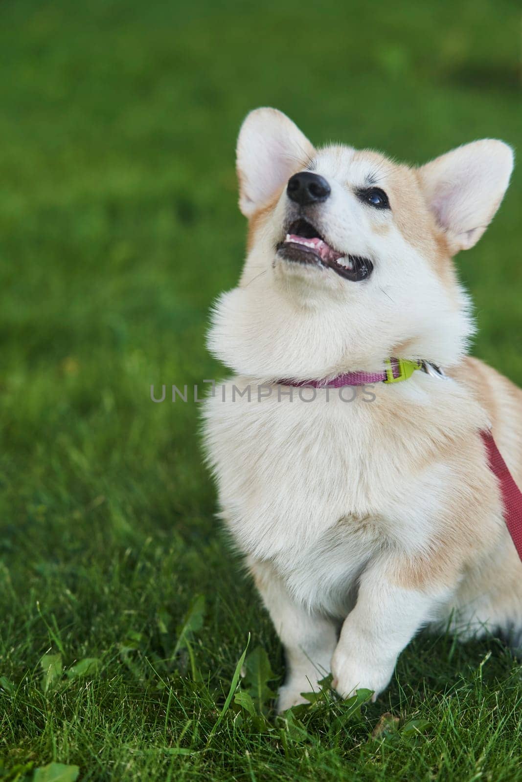 Welsh Corgi Pembroke dog sits on a manicured green lawn in a park in summer. High quality photo