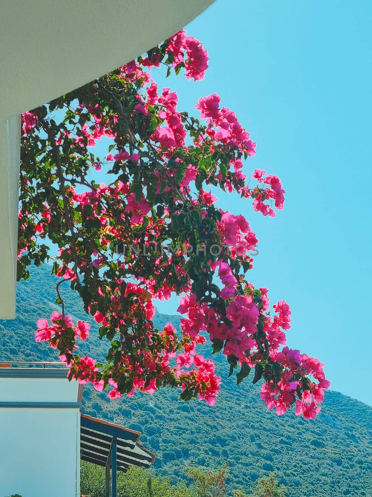 vertical photo. beautiful flowering branches hanging from balcony against backdrop of blue sky and mountains. by Leoschka
