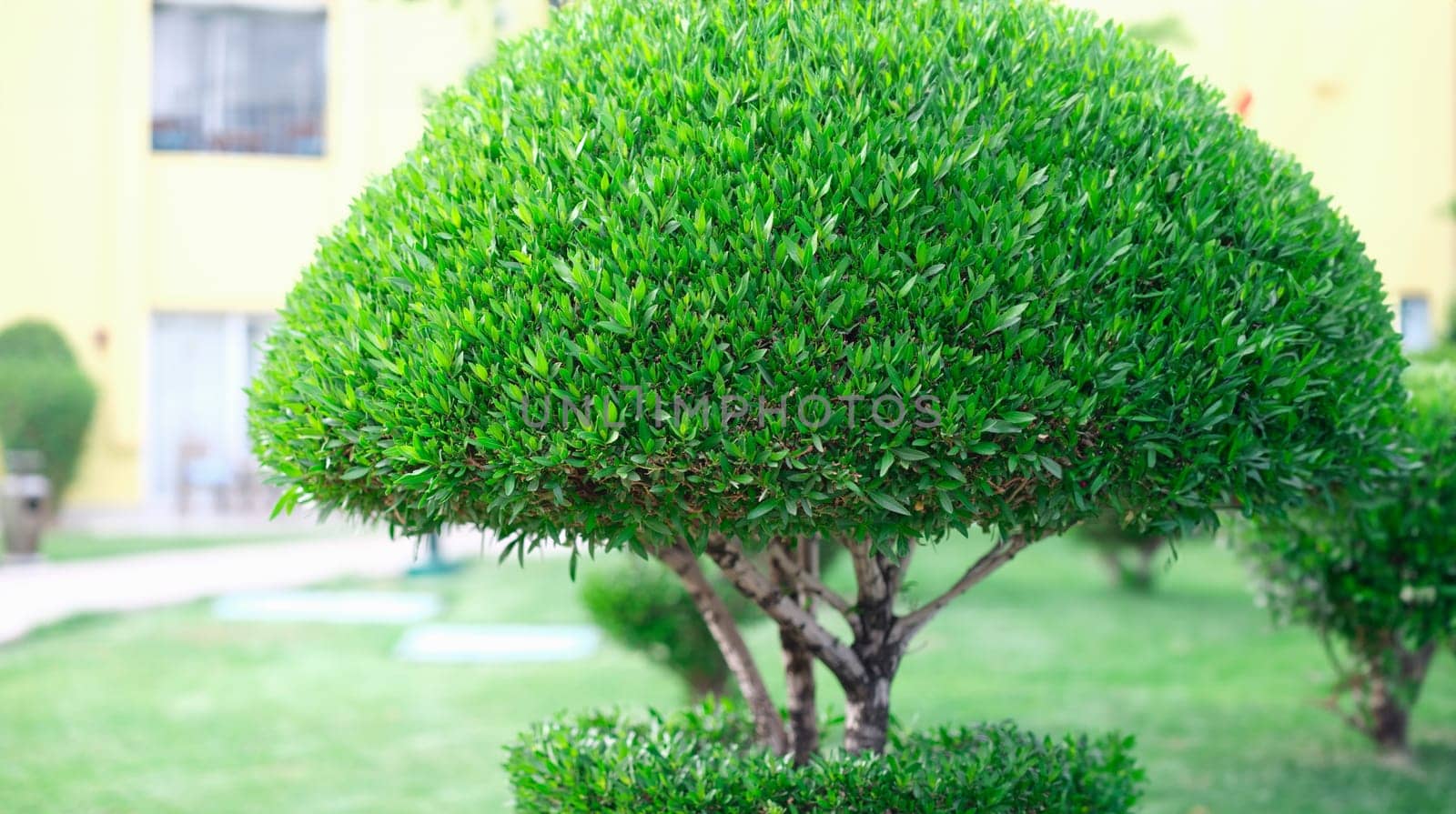 Beautiful trimmed green bush growing on alley closeup. Gardening plant care concept