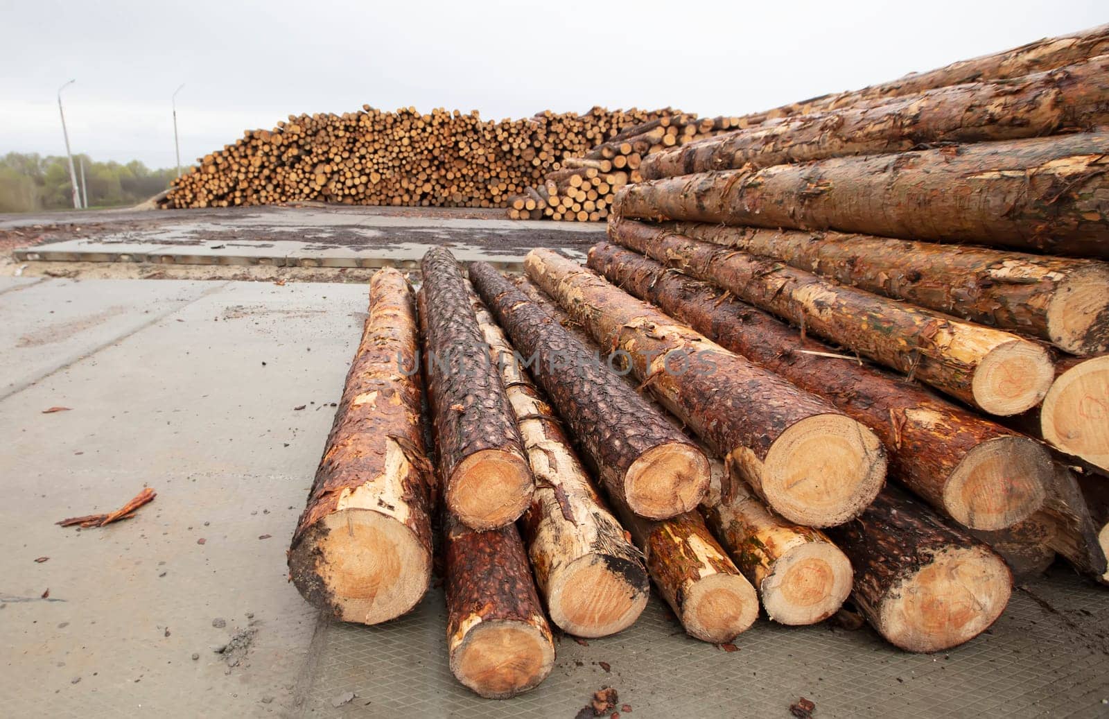 Wooden logs at a woodworking plant. Natural wood processing industry. Sale of timber and logs. by Sviatlana