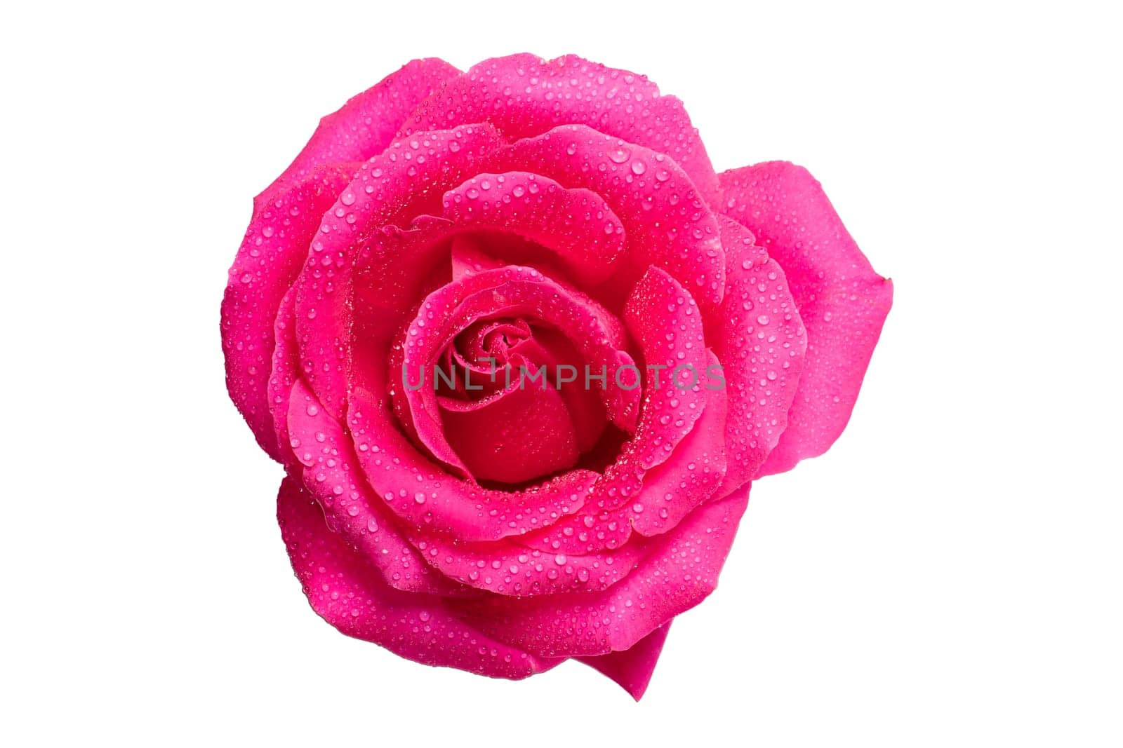 Pink rose with dew drops close-up on a white background. by Sviatlana