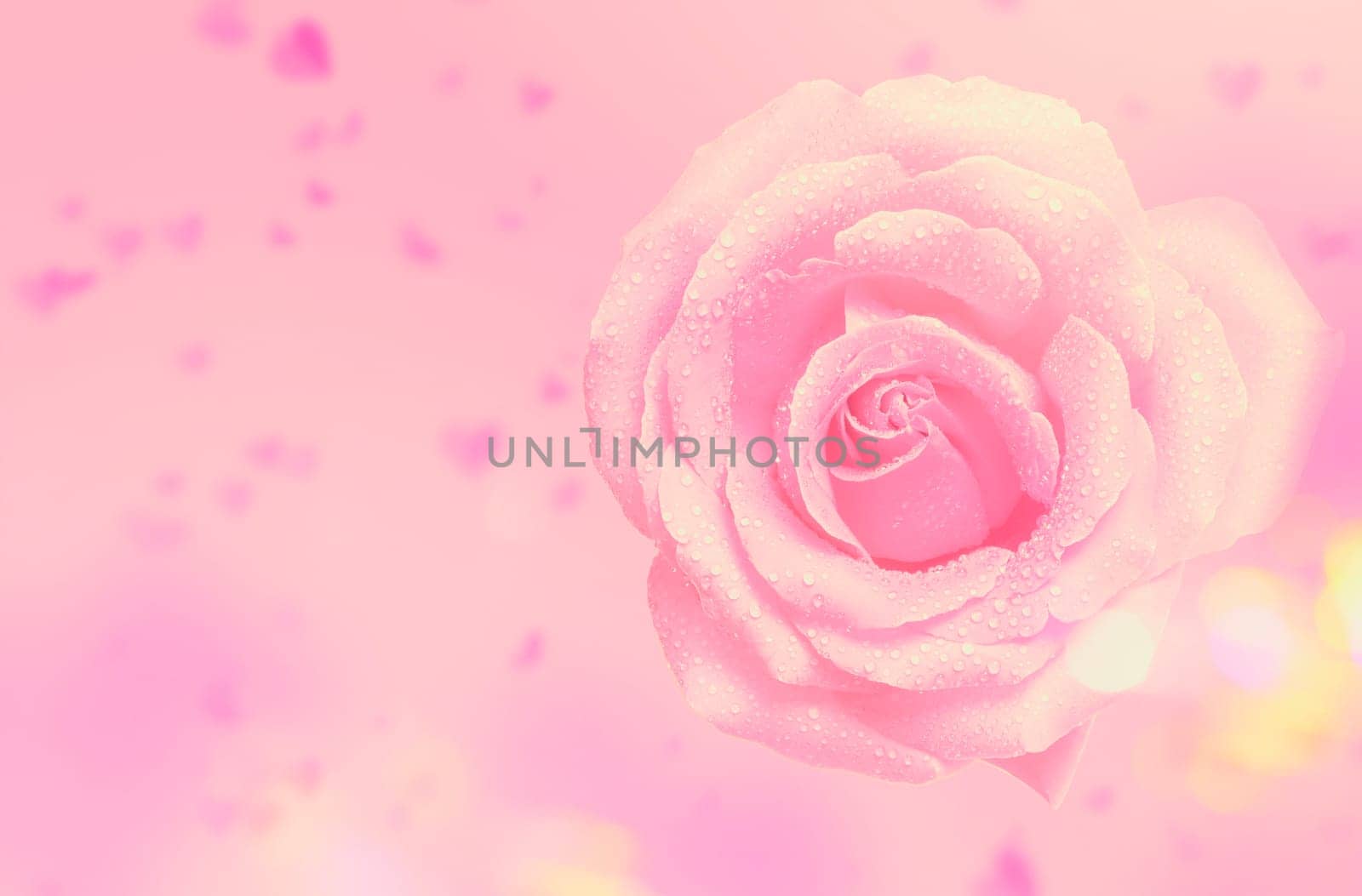 Pink rose flower rose flower on festive background. A beautiful large rose and a flying blurred heart. Symbol of love. Valentine design.