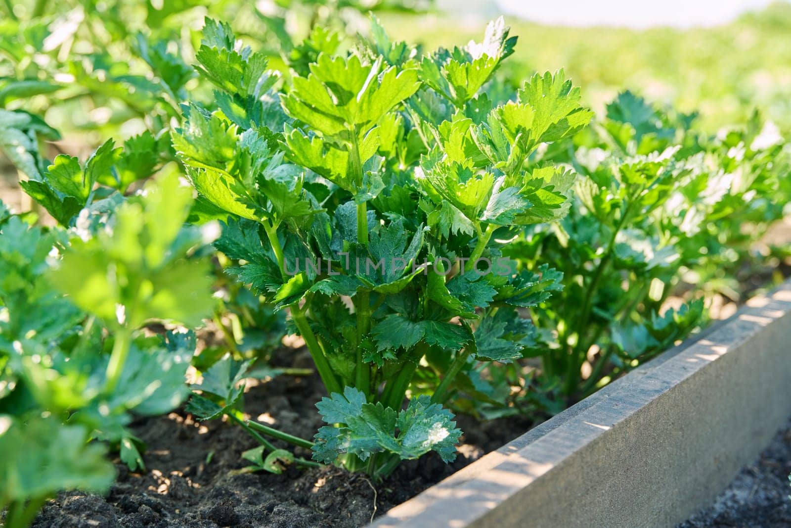 Close-up celery plant growing in a garden bed. Agriculture, farmers market, organic vegetables