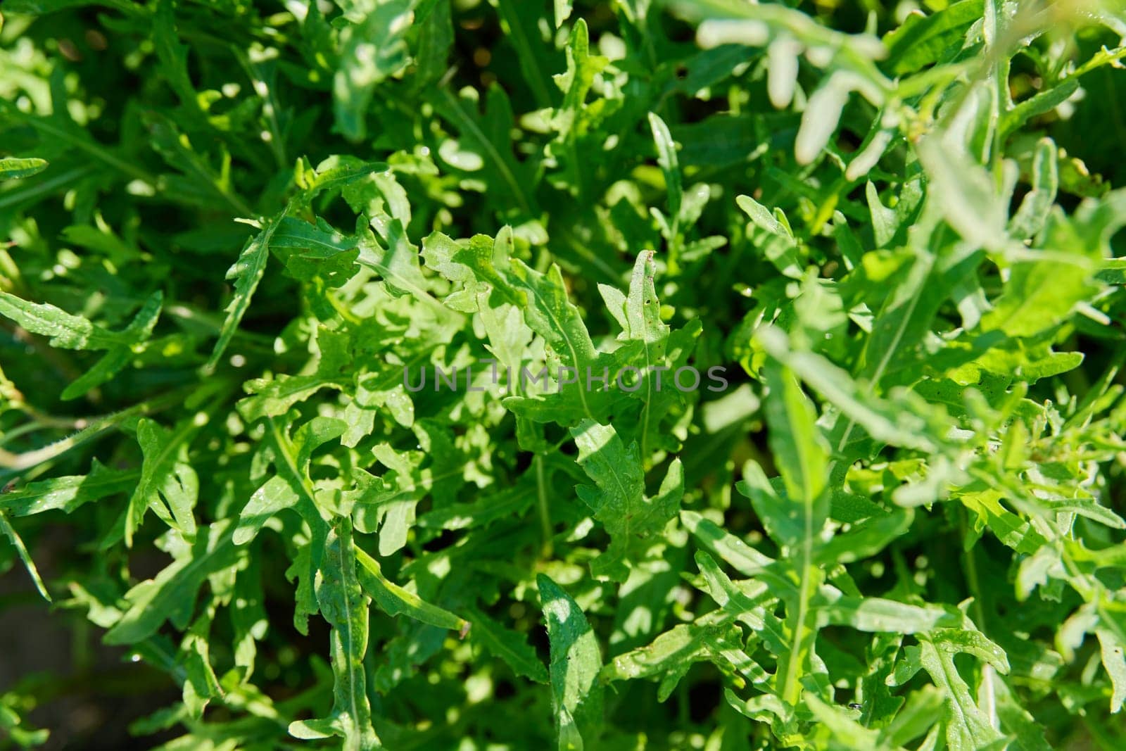 Top view closeup of arugula leaves in sunlight. Agriculture, farmers market, organic food