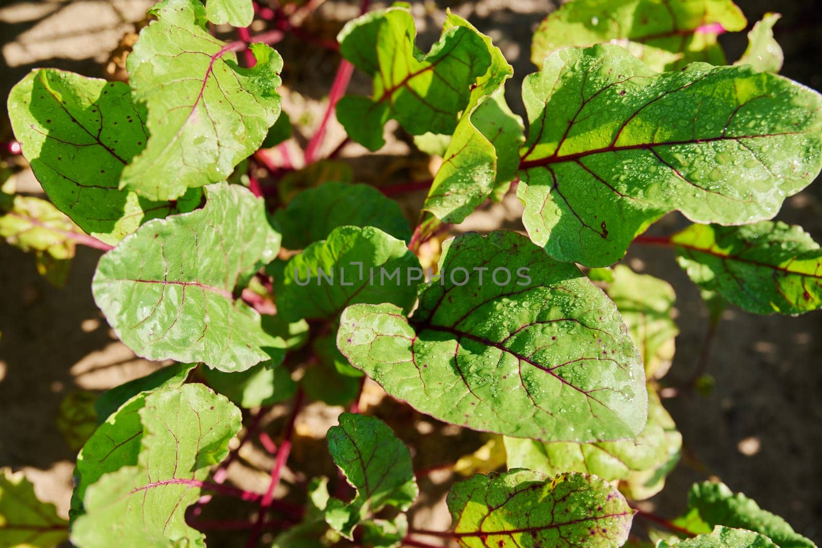 Beet leaves on a bed close-up top view. Agriculture, farmers market, organic vegetables