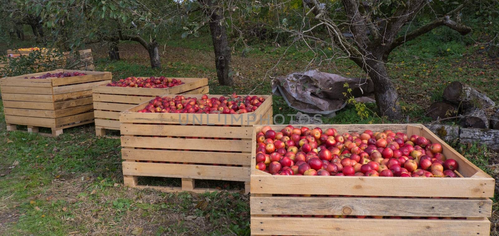 Several wooden boxes with red apples on the grass garden by Ekaterina34