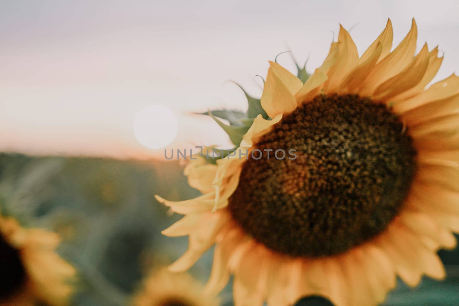 Bright Sunflower Flower: Close-up of a sunflower in full bloom, creating a natural abstract background. Summer time. Field of sunflowers in the warm light of the setting sun. Helianthus annuus. by panophotograph