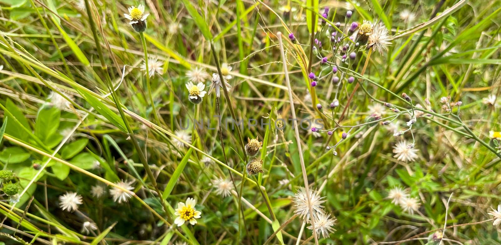 grassy flowers in the meadow